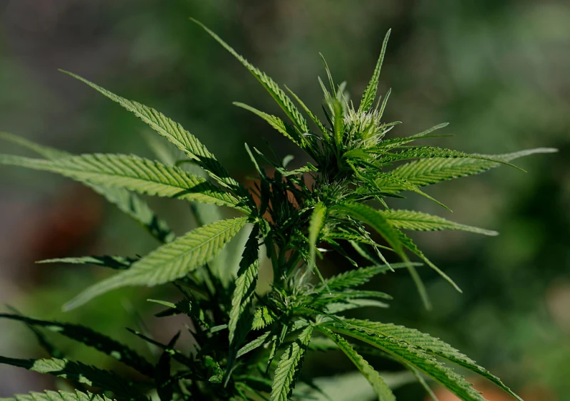 Trump eases marijuana regulations amid industry backing, Catholic concerns #Catholic 
 
 President Donald Trump signed an executive order Dec. 18, 2025, that eases federal marijuana regulations amid support from the cannabis industry but opposition from some Catholic and conservative groups. / Credit: Justin Sullivan/Getty Images

Washington, D.C. Newsroom, Dec 18, 2025 / 17:18 pm (CNA).
President Donald Trump on Thursday signed an executive order to ease federal marijuana regulations amid support from the cannabis industry but opposition from some Catholic and conservative groups.Trump’s Dec. 18 executive order directs the attorney general to reclassify marijuana from a Schedule I drug to a Schedule III drug as quickly as federal law allows. This process began under President Joe Biden’s administration and is being continued under Trump.Schedule I, which includes marijuana, is reserved for drugs that have “no currently accepted medical use and a high potential for abuse,” according to the Drug Enforcement Agency (DEA). Schedule III is a lower classification, which is for drugs “with a moderate to low potential for physical and psychological dependence” and less abuse potential than Schedule I.Rescheduling marijuana does not end a federal ban on both recreational and medical use, which would still be in place. However, it would reduce criminal penalties, open the door for medical research, and potentially be a step toward further deregulation and normalization.Right now, 40 states have medical marijuana programs and 24 legalize recreational use, in contrast to the federal law.In a news conference, Trump said rescheduling marijuana will help patients who seek the drug for medical use “live a far better life.” He said the executive order “in no way sanctions its use as a recreational drug.”“Young Americans are especially at risk, so unless a drug is recommended by a doctor for medical reasons, just don’t do it,” the president said.“At the same time, the facts compel the federal government to recognize that marijuana can be legitimate in terms of medical applications when carefully administered,” he said. “In some cases, this may include the use as a substitute for addictive and potentially lethal opioid painkillers.”Kelsey Reinhardt, president and CEO of CatholicVote, criticized the decision. The group had launched a campaign to discourage the president from rescheduling the product.&nbsp;“Every argument pushed by the cannabis lobby has now been exposed as false by real-world data and medical science,” Reinhardt said in a statement.“We were told marijuana was safe, nonaddictive, and would reduce crime — none of that turned out to be true in my home state of Colorado or in other states that are now working to repeal,” she said. “Instead, we’re seeing higher addiction rates, emergency-room spikes, impaired driving, heart risks, mental-health damage, and lasting harm to young people,” Reinhardt said.Reinhardt called the executive order “disappointing” and said it “repeats the same reckless mistakes we made with Big Tobacco and puts ideology ahead of public health.” She said CatholicVote will work with federal agencies to “minimize the damage” and urged Congress to take action to reverse the executive order.&nbsp;The Catechism of the Catholic Church does not directly mention marijuana but teaches “the use of drugs inflicts very grave damage on human health and life.” It calls drug use a “grave offense” with the exception of drugs used on “strictly therapeutic grounds,” such as medical treatment.In spite of concerns from some Catholics, some Catholic hospitals have done research into medical marijuana. Some of that research has looked into medical marijuana as potentially a less risky and less addictive alternative to opioids for pain management.The United States Conference of Catholic Bishops has not taken a position on the matter. Pope Francis said he opposed the partial legalization of so-called “soft drugs,” stating in 2014 that “the problem of drug use is not solved with drugs.” In June, Pope Leo XIV referred to drugs as “an invisible prison” and encouraged law enforcement to focus on drug traffickers instead of addicts.&nbsp;