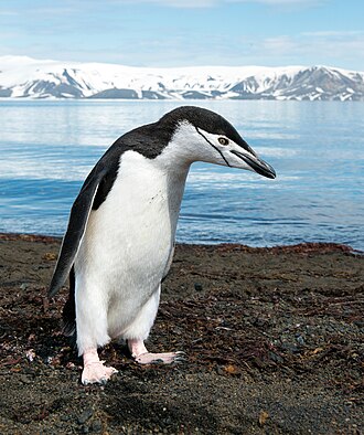 Picture of the day





A chinstrap penguin (Pygoscelis antarcticus) on Deception Island in Antarctica.
 #ImageOfTheDay