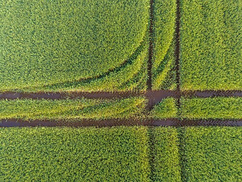 Picture of the day
Grain field in the Dernekamp hamlet, Kirchspiel, Dülmen, North Rhine-Westphalia, Germany
#ImageOfTheDay Picture of the day
Grain field in the Dernekamp hamlet, Kirchspiel, Dülmen, North Rhine-Westphalia, Germany
#ImageOfTheDay