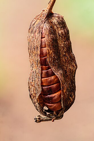 Picture of the day
Seeds of an Iris pseudacorus. Focus stack of 18 photos.
#ImageOfTheDay Picture of the day
Seeds of an Iris pseudacorus. Focus stack of 18 photos.
#ImageOfTheDay