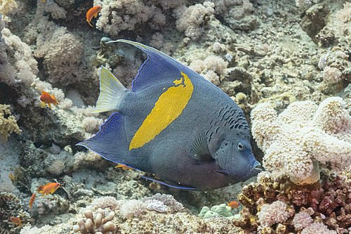 Picture of the day





Yellowbar angelfish (Pomacanthus maculosus), Ras Muhammad National Park, Red Sea, Egypt. This marine angelfish is distributed throughout the Persian Gulf, the northwestern Indian Ocean, and the Red Sea south to 19°S. In 2009 it was recorded off the coast of Lebanon in the eastern Mediterranean, probably as a result of Lessepsian migration from the Red Sea through the Suez Canal. Pomacanthus maculosus is found at depths of between 4 and 50 metres (13 and 164 ft). It is a solitary species that lives in sheltered areas, often where there is a mixture of coral and silt. Their diet is dominated by sea sponges and tunicates, although other invertebrates will be eaten opportunistically. The females attain sexual maturity when the reach around 5.5 years of age and a total length of 21.6 centimetres (8.5 in). The maximum longevity is thought to be 36 years old. They are protogynous hermaphrodites and the older females can change sex to become males when there is a shortage of males. The larvae are planktonic. The yellowbar angelfish is occasionally collected for the aquarium trade and in some parts of the Persian Gulf it has been recorded in fish markets.
 #ImageOfTheDay