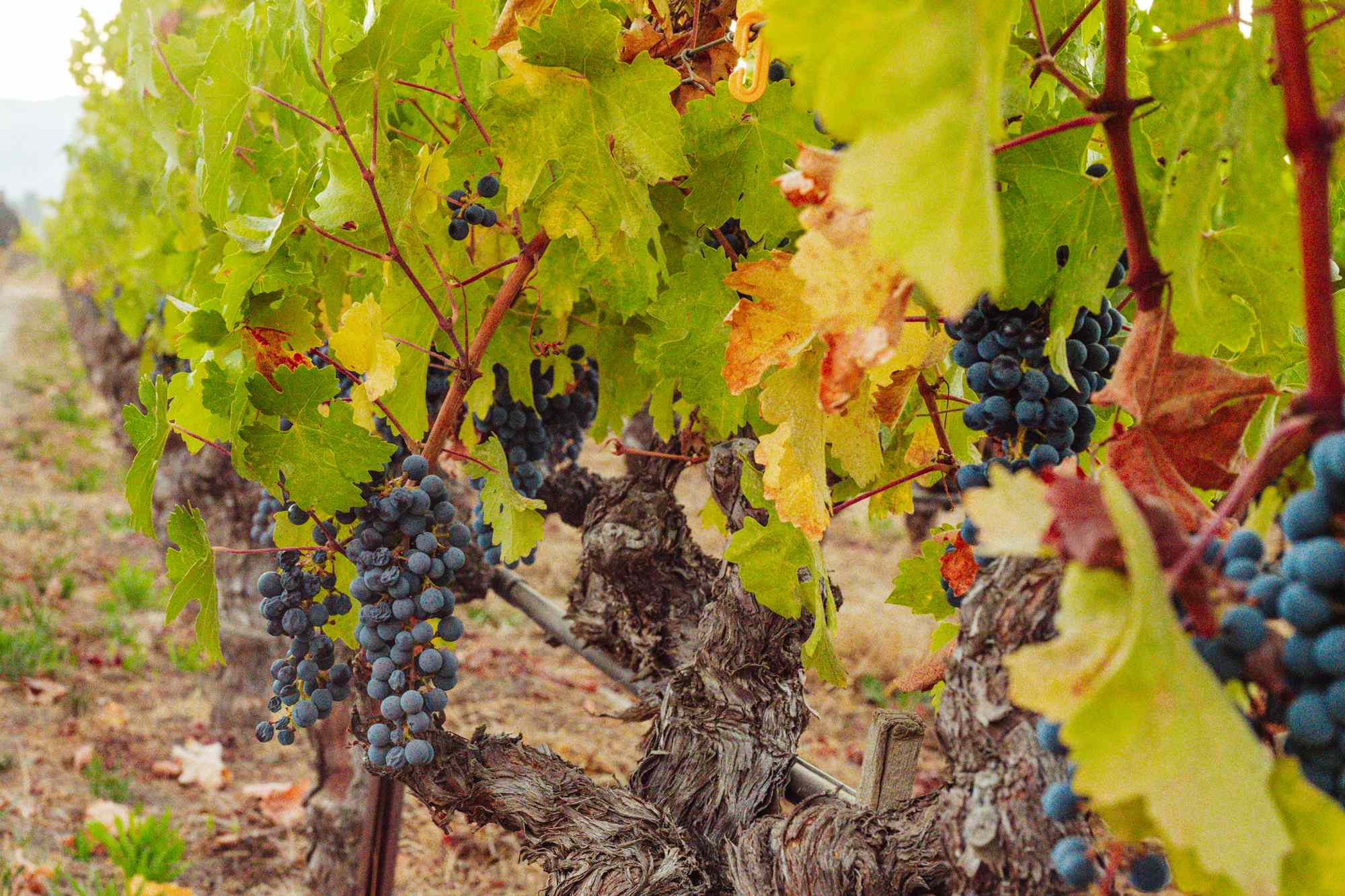 22 of the Best Things to Do in Napa Valley #Travel Local experts share their top picks in the famous California wine region, from mud baths to special tastings.