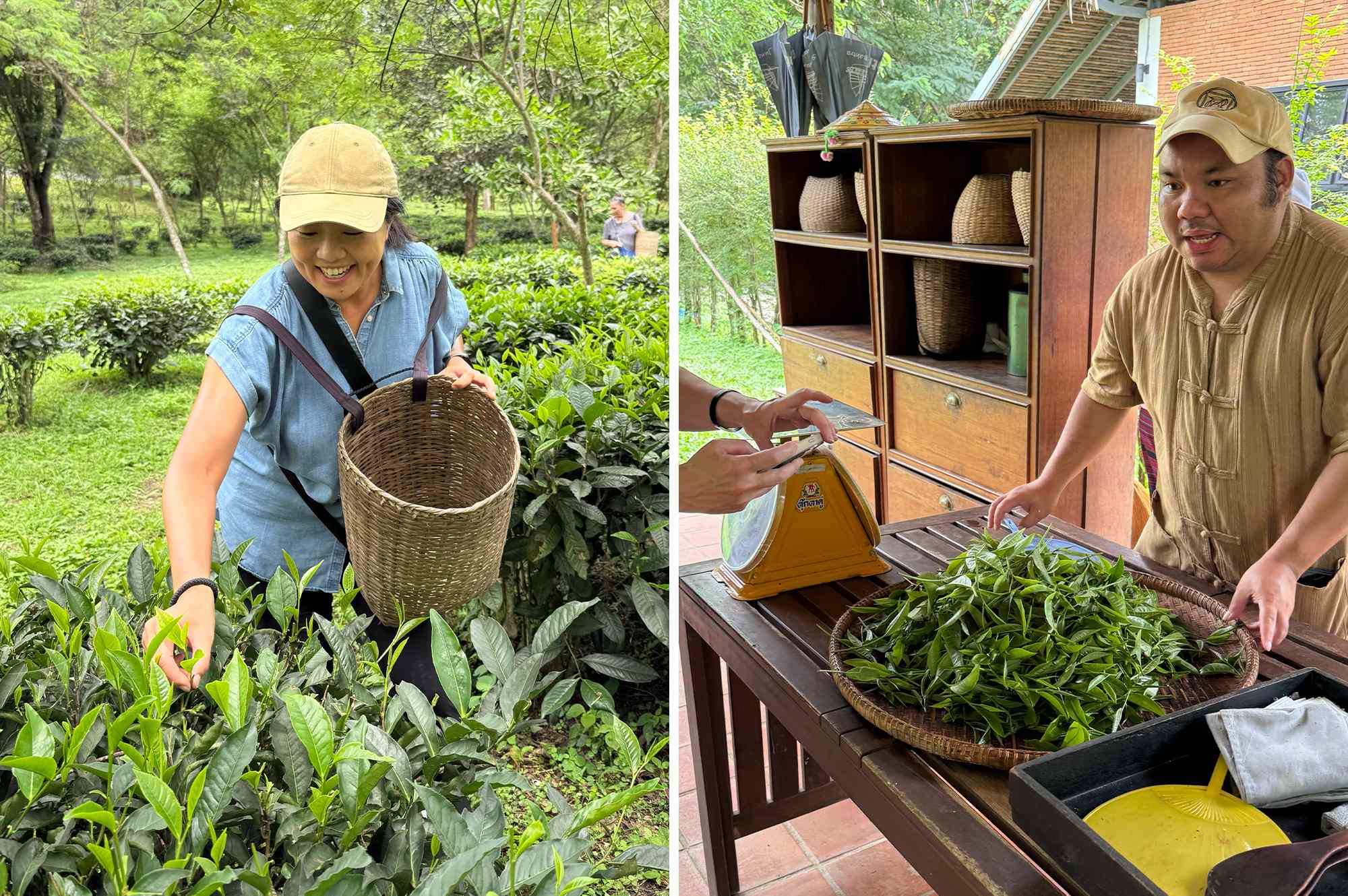 I Visited One of Thailand’s Oldest Organic Tea Farms—and It Was One of the Most Moving Travel Experiences I’ve Had #Travel At Araksa Tea Garden in Northern Thailand, guests are invited to learn the precise skill of tea-making in the most stunning of settings.