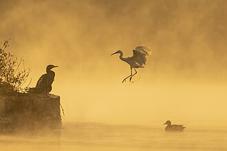 Picture of the day





Great Cormorant (Phalacrocorax carbo), Little Egret (Egretta garzetta) and Gadwall (Mareca strepera) in misty Taudaha Lake during winter, near Kathmandu, Nepal.
 #ImageOfTheDay