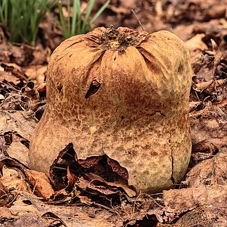 Picture of the day





Remnants of a Calvatia utriformis Focus stack of 20 photos.
 #ImageOfTheDay