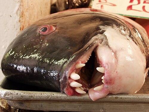 Picture of the day
A California Sheephead at Ensenada´s fishmarket (Mercado Negro), Baja California, México. The California Sheephead (Semicossyphus pulcher) is characterized by its wrasse-like shape, and three different color patterns for juveniles, adult males, and adult females.
#ImageOfTheDay Picture of the day
A California Sheephead at Ensenada´s fishmarket (Mercado Negro), Baja California, México. The California Sheephead (Semicossyphus pulcher) is characterized by its wrasse-like shape, and three different color patterns for juveniles, adult males, and adult females.
#ImageOfTheDay