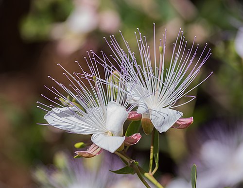 Picture of the day





Capparis spinosa in the Ichkeul National Park. Today is the first day of spring and Tunisia’s Independence Day.
 #ImageOfTheDay