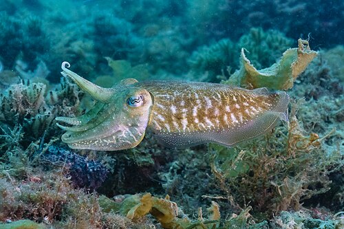 Picture of the day





Common cuttlefish (Sepia officinalis), Arrábida National Park, Portugal. The common cuttlefish is one of the largest and best-known cuttlefish species. They are a migratory species that spend the summer and spring inshore for spawning and then move to depths of 100 to 200m during autumn and winter. They only have a lifespan of 1–2 years and have many predators including sharks, dolphins, seals, fish, and cephalopods which includes other cuttlefish. During the day, most cuttlefish can be found buried below the substrate and fairly inactive. At night however, they are actively searching for prey and can ambush them from under the substrate. Cuttlefish are carnivorous and eat a variety of organisms including crustaceans (crabs and shrimp), small fish, molluscs (clams and snails), and sometimes other cuttlefish.
 #ImageOfTheDay