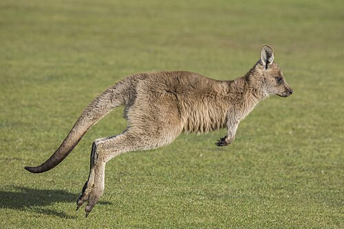 Picture of the day





Forester kangaroo (Macropus giganteus tasmaniensis) juvenile, Upper Esk Valley, Dorset, Tasmania, Australia
 #ImageOfTheDay