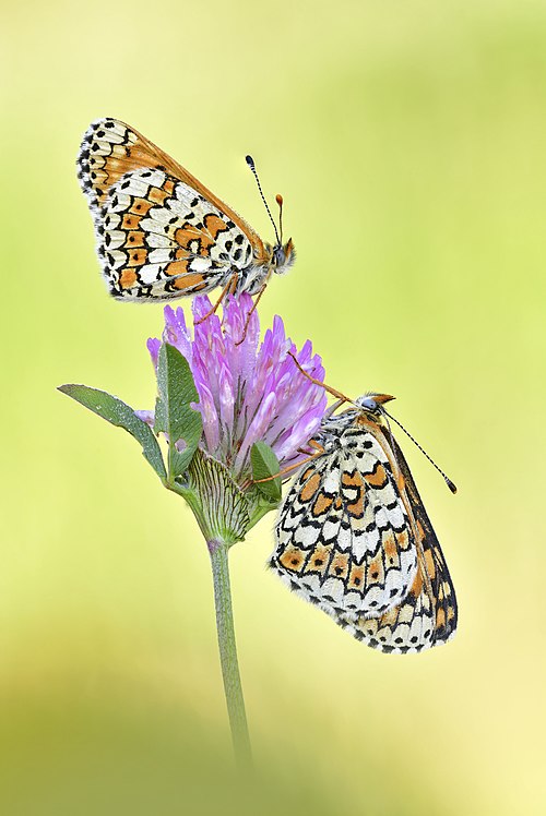 Picture of the day
Two Glanville fritillaries (Melitaea cinxia) on a red clover. Today is Kaede Hondo’s birthday, she voiced Kokoro Yotsuba in Kamisama Minarai: Himitsu no Cocotama.
#ImageOfTheDay Picture of the day
Two Glanville fritillaries (Melitaea cinxia) on a red clover. Today is Kaede Hondo’s birthday, she voiced Kokoro Yotsuba in Kamisama Minarai: Himitsu no Cocotama.
#ImageOfTheDay