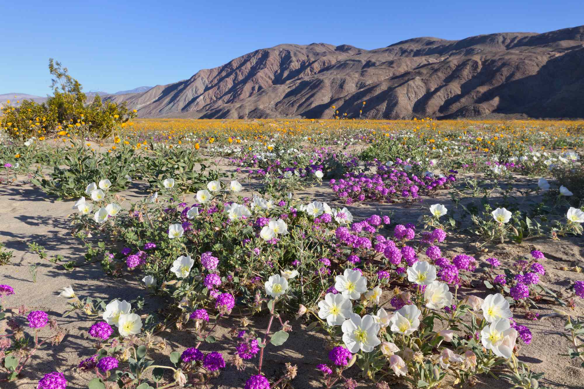 The West Coast’s Biggest State Park Is 1 Hour From Joshua Tree—and It Has Wildflowers and ‘California’s Grand Canyon’ #Travel The Golden State’s desert has beauty in spades.