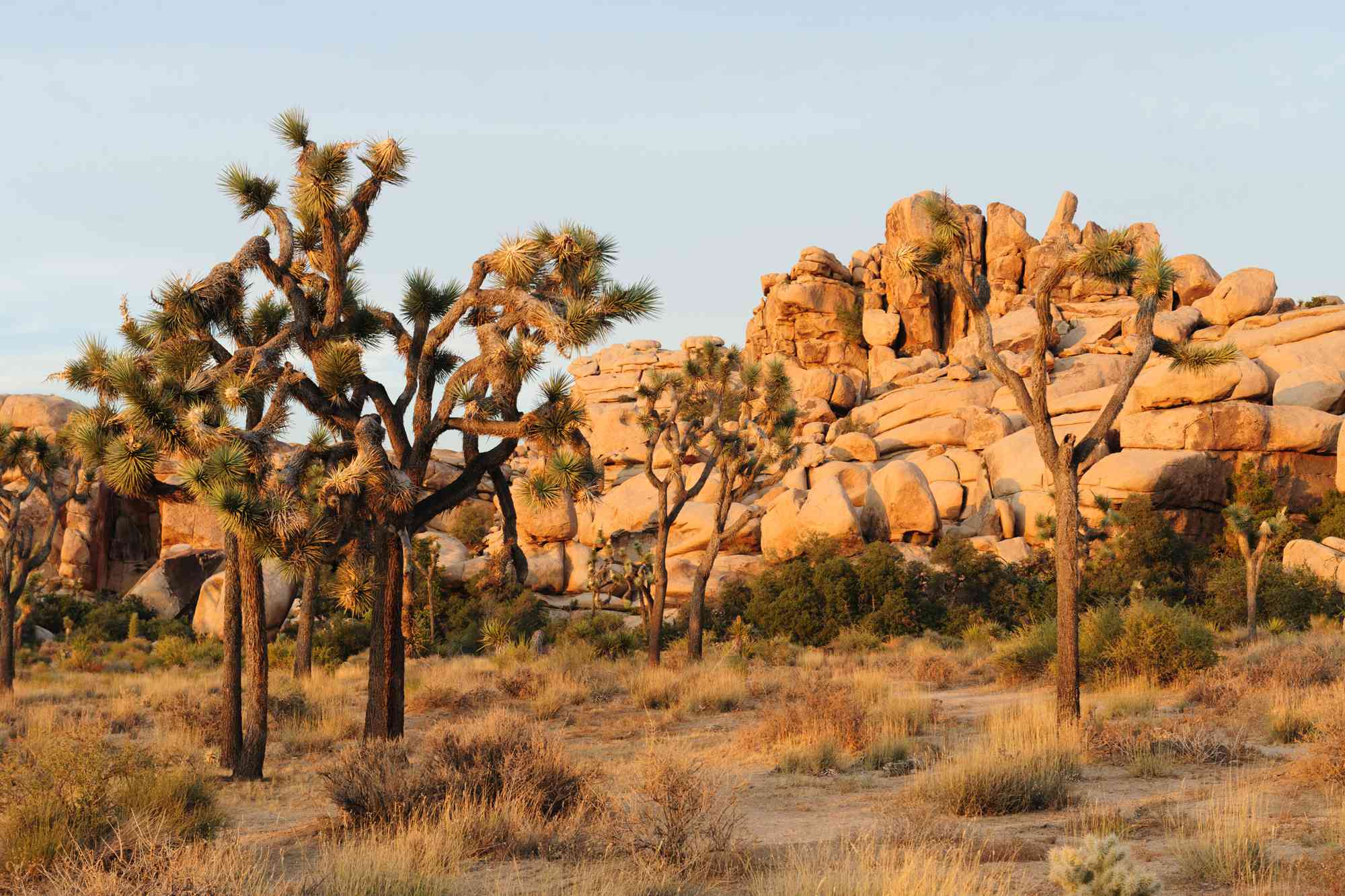 This National Park Is a Stargazer’s Haven—With Iconic Trees and Breathtaking Desert Vistas #Travel Here’s everything you need to know before visiting California’s Joshua Tree National Park.
