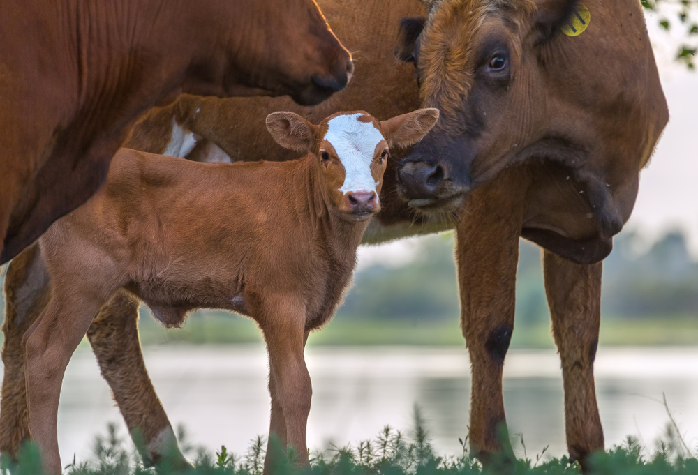 New Catholic group seeks ‘a kinder world for all animals’ through Church teaching – #Catholic – A newly launched Catholic group is seeking to apply the Church’s teachings to the topic of animal welfare in order to counteract the “needless suffering” of animals and underscore the “inherent value” they hold.“I believe most Catholics would be surprised, as I was, to learn about the extent of preventable animal suffering in our world today,” Kristin Dunn, the founder of the Saint Francis Institute for Animals, told EWTN News.The group launched in March and is promoting community outreach and parish partnerships in order to spread its message. It also offers a guided 30-day program of “reflections, readings, short videos, and exercises” meant to introduce Catholics to the topic of animal welfare.Dunn said she began learning more about animal welfare more than a decade ago. She “loved dogs,” she said, but had given “very little thought to other animals.”Her growing awareness of the issue was bolstered by works such as Pope Francis’ encyclical Laudato Si’, which, as part of its reflections on the environment, criticized the “indifference or cruelty” humans often show toward animals.Dunn also pointed to Catholic writer Matthew Scully’s 2003 book “Dominion,” which criticized “the many ways our society has turned its gaze away from animals” and allowed animal suffering to flourish.“It’s something I’ve felt called to start for the past decade, since learning about the issues, realizing how connected they are to my Catholic values, and knowing that other Catholics could make a tremendous impact with increased awareness,” Dunn said.The group has thus far drawn funding from small donors and has received pro-bono legal support and design assistance. Since the launch, “many Catholics have reached out sharing that they’ve hoped for something like this, which has been extremely encouraging,” Dunn said.‘Not to hurt our humble brethren’The institute is named for St. Francis of Assisi, who lived during the High Middle Ages and who became famous for his exhortations to treat animals kindly and respectfully. Catholic theologians throughout the centuries have not always evinced such concern for animals. St. Augustine, for instance, largely dismissed objections to animal suffering in part by arguing that animals are “nonrational” and “do not share the use of reason with us.” St. Francis, on the other hand, argued strongly for including animals within the human moral framework. He famously wrote that “if you have men who will exclude any of God’s creatures from the shelter of compassion and pity, you will have men who will deal likewise with their fellow men.”“Not to hurt our humble brethren is our first duty to them,” the saint wrote, though he advised that “to stop there is not enough” and that we must “be of service to them wherever they require it.”Pope Francis echoed those sentiments in his landmark 2015 encyclical Laudato Si’. In the document he also pointed to the Catechism of the Catholic Church, which, while arguing that it is “legitimate to use animals for food and clothing,” stipulates that it is “contrary to human dignity to cause animals to suffer or die needlessly.”The Vatican also regularly recognizes the importance of animals within creation through a yearly blessing of the animals in St. Peter’s Square.“God cherishes his creation. He cares for the animals, the plants, because these create the conditions for life to continue and flourish, especially intelligent life, the life of humankind,” Cardinal Mauro Gambetti said last year during the blessing.
 
 Cardinal Mauro Gambetti, the archpriest of St. Peter’s Basilica, individually greets many of the animals after offering a blessing on the feast of St. Anthony Abbot, Jan. 17, 2023. | Credit: Alan Koppschall/EWTN News
 
 Many animal advocates over the centuries have opted for vegetarianism or veganism in order to avoid any use of animals for food or other materials. In the modern era, meanwhile, many consumers concerned about animal welfare have opted for “humane” agricultural options such as pasture-based farms rather than the intensive factory-style animal farming from which most meat comes. Dunn said the Saint Francis Institute is “encouraging people to learn about factory farming, given what so many animals endure and given the urgent need for change.” “Our focus is on choosing plant-based foods to make the greatest impact for animals, and, within that, to take the first step,” she said. Among its other outreach efforts, “we’re focused on building partnerships with parishes to share practical, meaningful ways to protect God’s creatures,” Dunn said. “We can advise on straightforward changes they can make to be more animal-friendly, coordinate talks with animal experts, provide our printed brochures, and explore other ways to work together,” she said. Dunn said those uncertain of how to start advocating on behalf of animals should “learn about who the animals are — how smart, sensitive, and gentle they are.”“For example, most people don’t know that pigs are known to be as intelligent as dogs. How can we treat them so differently?” she said. She quoted Pope Francis, who in Laudato Si’ wrote that if humans “feel intimately united with all that exists, then sobriety and care will well up spontaneously.”Learning about animals, Dunn said, “follows the example set by St. Francis, who saw each creature as an individual worthy of love and care.”