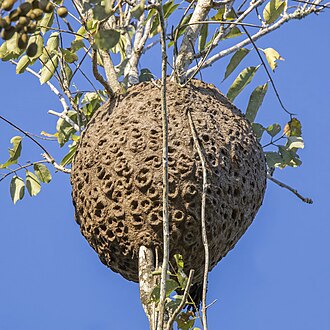 Picture of the day





Arboreal stingless bee nest (Trigona sp.) near Flores, Guatemala
 #ImageOfTheDay