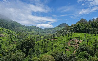 Picture of the day





Glendale tea estate with silver oak shade trees, verdant green and bright blue during a break from the monsoon rains. View from NH-181, Kattery, Nilgiris district, Tamil Nadu, India
 #ImageOfTheDay