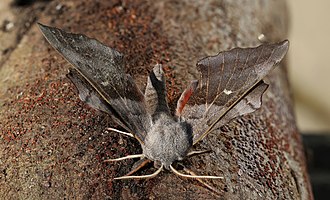 Picture of the day
Poplar hawkmoth (Laothoe populi populi) male in Cumnor Hill, Oxfordshire, England. All of the insect is in focus after focus stacking 15 images.
#ImageOfTheDay Picture of the day
Poplar hawkmoth (Laothoe populi populi) male in Cumnor Hill, Oxfordshire, England. All of the insect is in focus after focus stacking 15 images.
#ImageOfTheDay