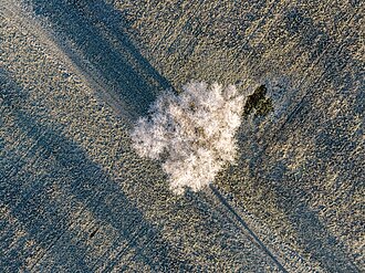 Picture of the day





Solitary tree with frost and fields near Hausdülmen, Dülmen, North Rhine-Westphalia, Germany
 #ImageOfTheDay