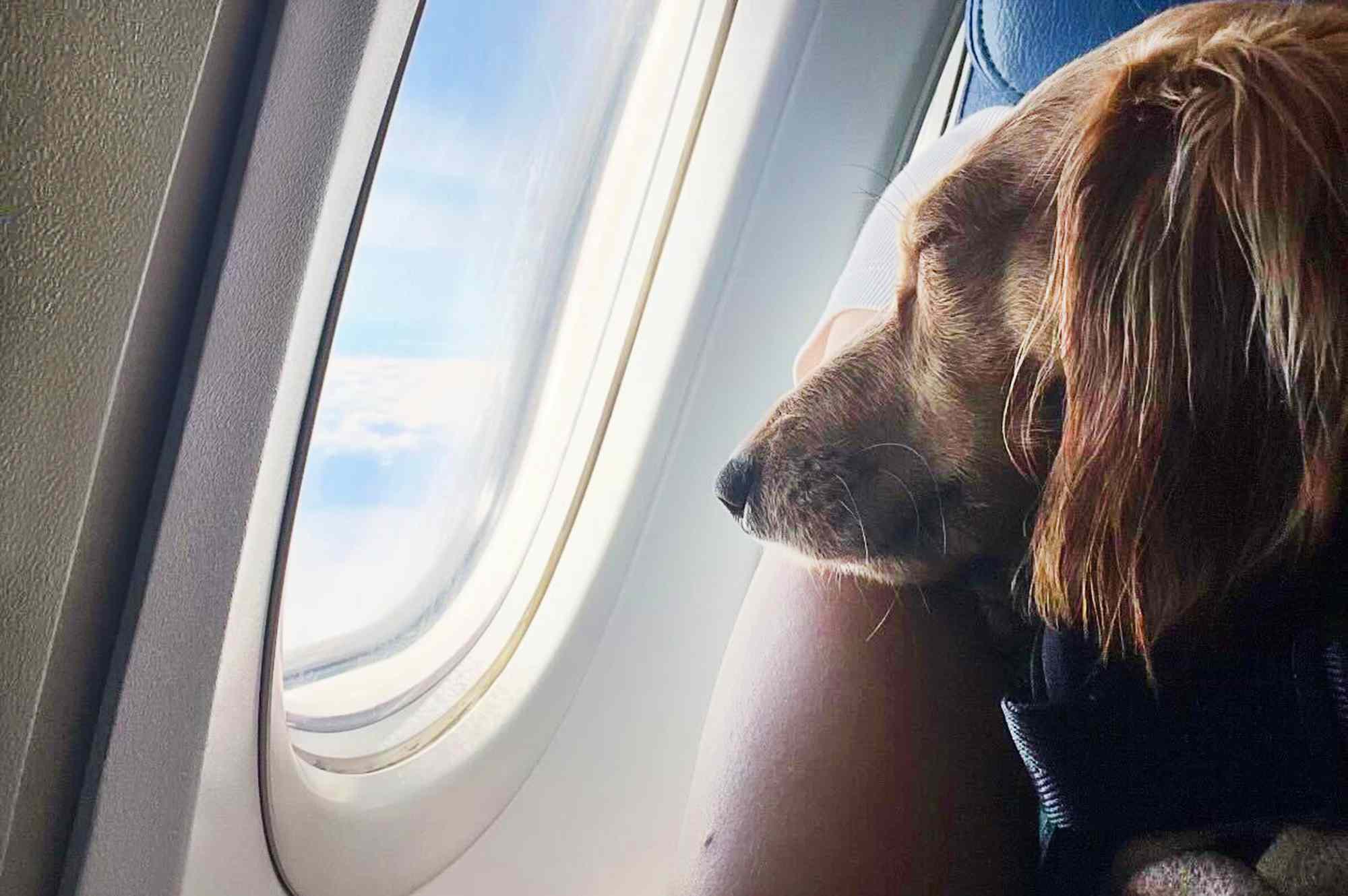 These Are the Pet-friendliest Airlines in the World, According to a New Study #Travel Here are the airlines that let your travel with your best friend. These Are the Pet-friendliest Airlines in the World, According to a New Study #Travel Here are the airlines that let your travel with your best friend.