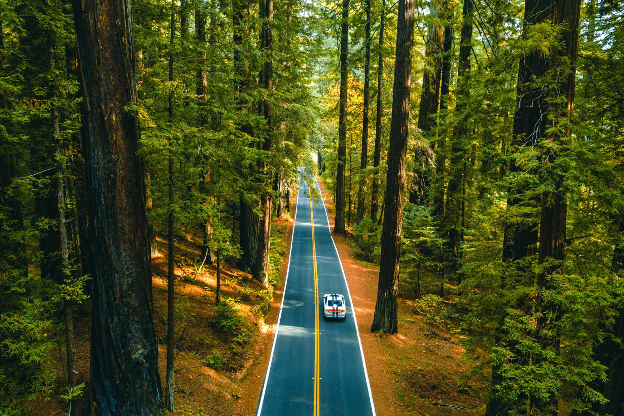This 31-mile Road Passes Some of the Tallest Trees in the World—and It’s Called the ‘Finest Forest Drive in the World’ #Travel This is a classic California road trip.