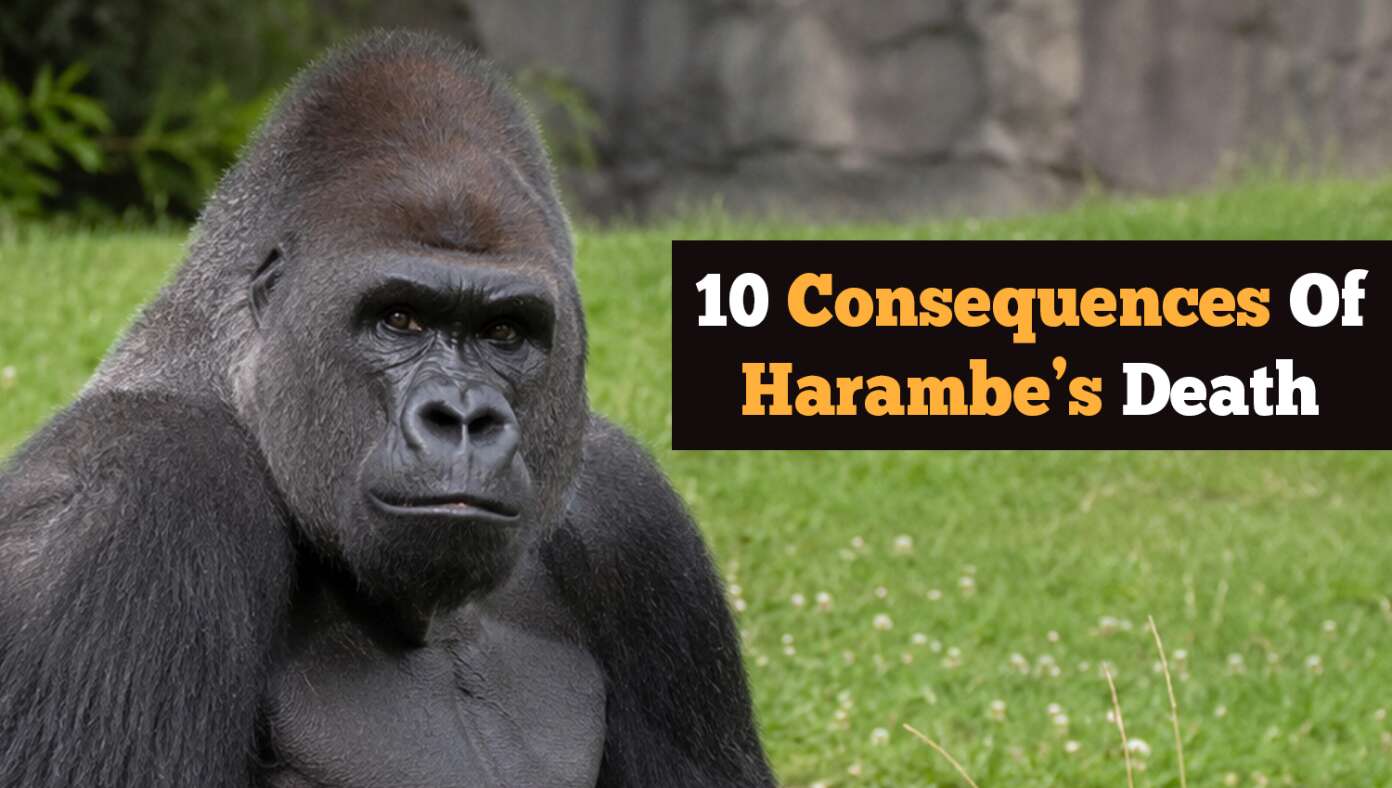 10 Consequences Of Harambe’s Death #BabylonBee – Ten years ago, this world lost one of its greatest heroes: Harambe, the gorilla. Friend to many and beloved by all, the loss of Harambe left a gaping hole that changed the course of history.