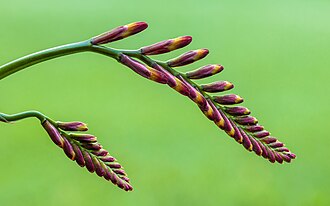 Picture of the day





Flower buds in development of a Crocosmia ‘Lucifer’ (Montbretia). Focus stack of 54 photos.
 #ImageOfTheDay