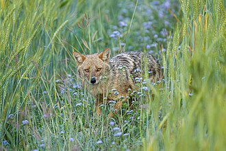 Picture of the day





Golden jackal (Canis aureus) in azureum flowers (Jim Corbett National Park, India)
 #ImageOfTheDay