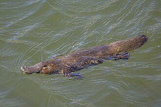 Picture of the day
Platypus or Duck-billed platypus (Ornithorhynchus anatinus) near Scottsadale, Tasmania, Australia.
#ImageOfTheDay Picture of the day
Platypus or Duck-billed platypus (Ornithorhynchus anatinus) near Scottsadale, Tasmania, Australia.
#ImageOfTheDay