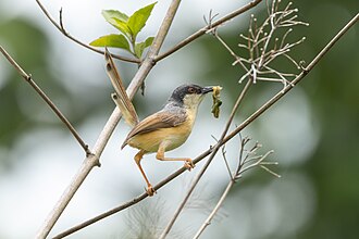 Picture of the day





Prinia socialis (Ashy Prinia) in Ajodhya Hills, West Bengal, India.
 #ImageOfTheDay