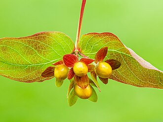 Picture of the day





Flower buds of a shrubby St. John’s wort (Hypericum androsaemum). Focus stack of 25 photos.
 #ImageOfTheDay