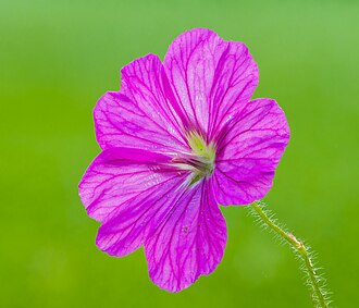 Picture of the day





Flower of a  Geranium sanguineum, bloody crane’s-bill. Focus stack of 51 photos.
 #ImageOfTheDay
