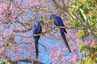 Picture of the day





Hyacinth macaw couple with a Pink Ipê tree in the background in Mato Grosso, Brazil
 #ImageOfTheDay