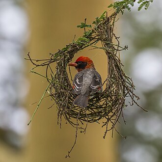 Picture of the day





Red-headed weaver (Anaplectes rubriceps leuconotus) male building nest in the Soysambu Conservancy, Kenya.
 #ImageOfTheDay