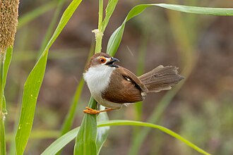Picture of the day
Chrysomma sinense (Yellow-eyed Babbler) in Bhigwan, Maharashtra, India.
#ImageOfTheDay Picture of the day
Chrysomma sinense (Yellow-eyed Babbler) in Bhigwan, Maharashtra, India.
#ImageOfTheDay