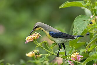 Picture of the day





Cinnyris asiaticus (Purple Sunbird) in Bhigwan, Maharashtra, India.
 #ImageOfTheDay