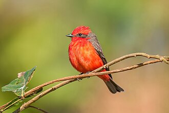Picture of the day





Scarlet flycatcher (Pyrocephalus rubinus) in Mato Grosso, Brazil
 #ImageOfTheDay