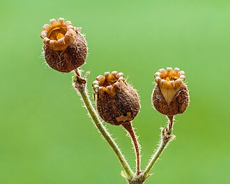 Picture of the day





Seed pods of a  Silene dioica. Focus stack of 40 photos.
 #ImageOfTheDay
