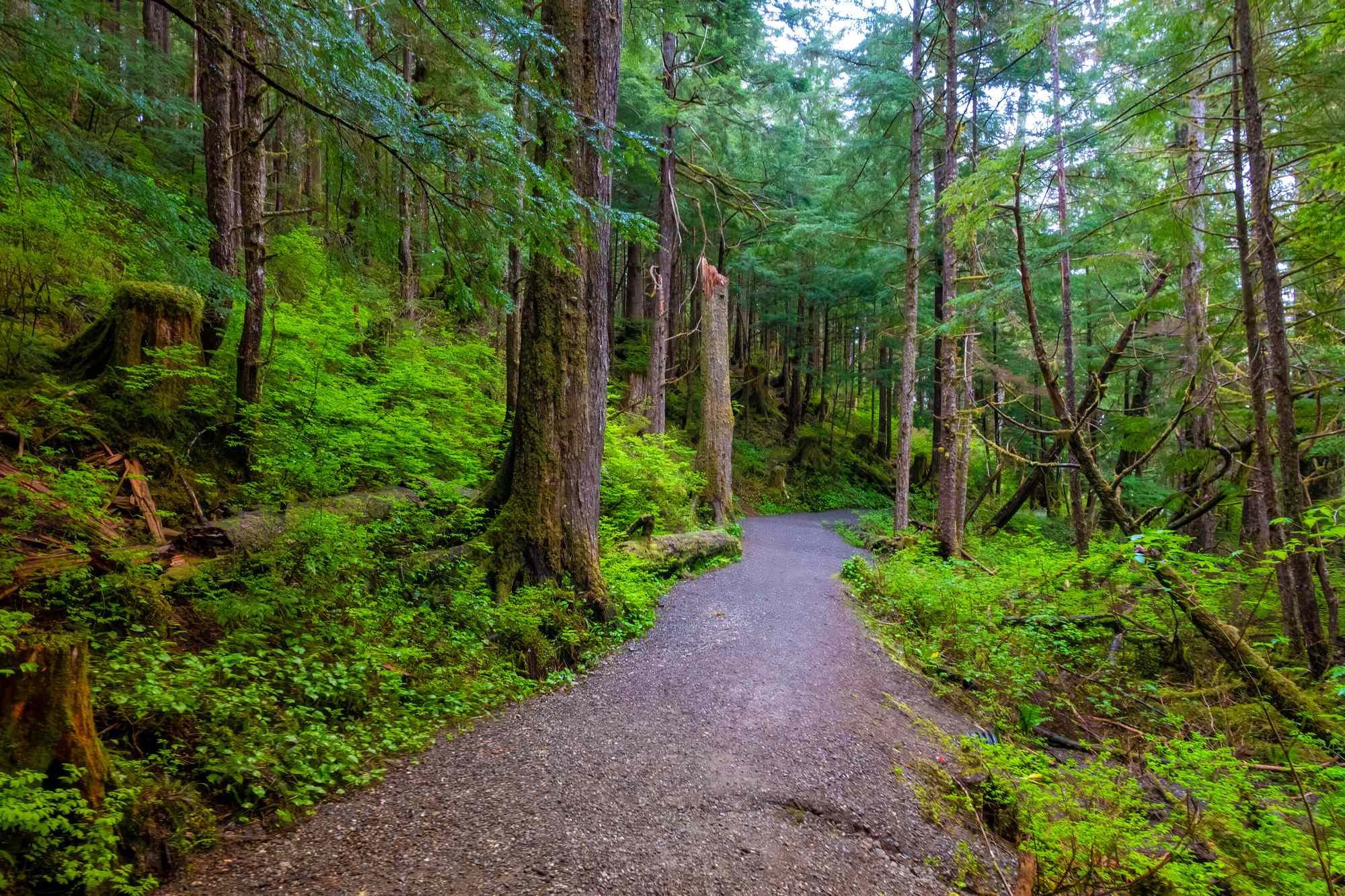 The Largest Temperate Rain Forest in the World Is in the U.S.—With Stunning Glaciers and Fjords #Travel Tongass National Forest encompasses 17 million acres and is home to bears and bald eagles. The Largest Temperate Rain Forest in the World Is in the U.S.—With Stunning Glaciers and Fjords #Travel Tongass National Forest encompasses 17 million acres and is home to bears and bald eagles.