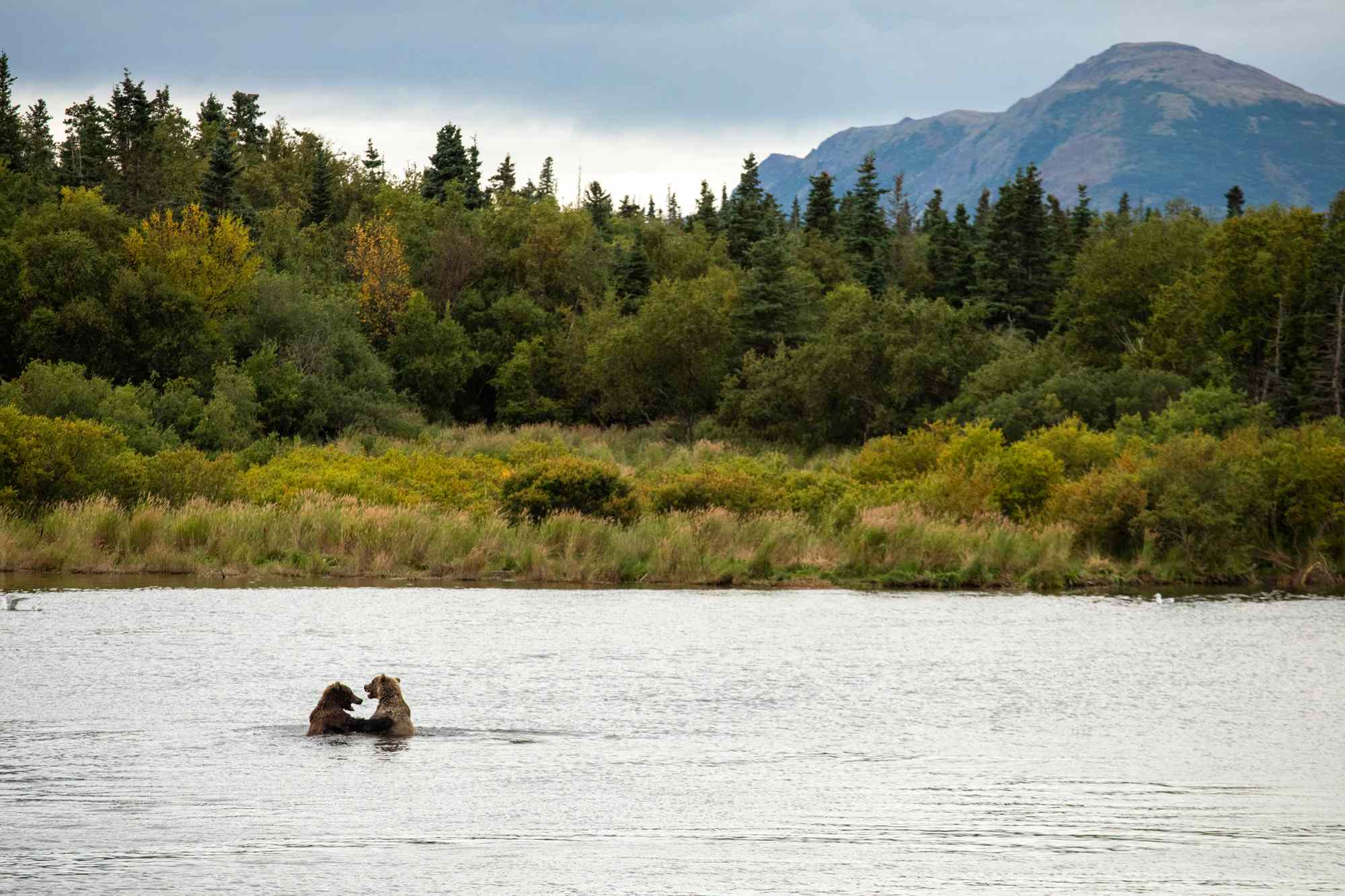 This Remote National Park Is Home to One of the World’s Most Extraordinary Wildlife Spectacles—and It’s Known As the ‘Bear Capital’ of Alaska #Travel Active volcanoes, pristine lakes, and epic wildlife sightings await at Katmai National Park and Preserve in Alaska, voted the No. 3 U.S. National Park in the 2026 World’s Best Awards. This Remote National Park Is Home to One of the World’s Most Extraordinary Wildlife Spectacles—and It’s Known As the ‘Bear Capital’ of Alaska #Travel Active volcanoes, pristine lakes, and epic wildlife sightings await at Katmai National Park and Preserve in Alaska, voted the No. 3 U.S. National Park in the 2026 World’s Best Awards.