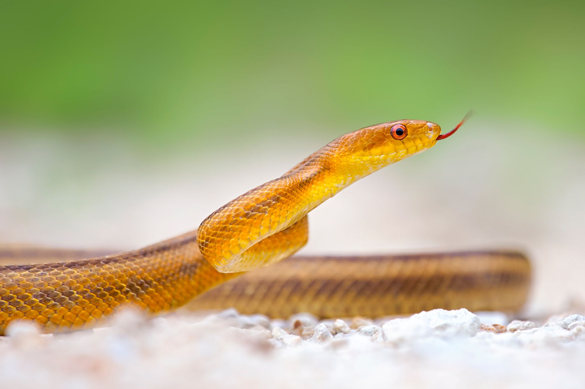 This U.S. National Park May Be Home to the Most Snakes, According to Experts #Travel And here’s what to do if you spot one. This U.S. National Park May Be Home to the Most Snakes, According to Experts #Travel And here’s what to do if you spot one.