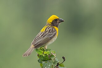 Picture of the day





Ploceus philippinus (Baya Weaver) in Bhigwan, Maharashtra, India
 #ImageOfTheDay