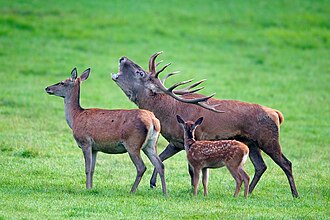 Picture of the day
Red deer (Cervus elaphus), in Freyr forest, near Han-sur-Lesse, Belgium
#ImageOfTheDay Picture of the day
Red deer (Cervus elaphus), in Freyr forest, near Han-sur-Lesse, Belgium
#ImageOfTheDay