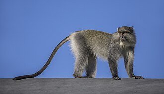 Picture of the day





Samango monkey (Cercopithecus mitis labiatus), Mount Sheba, Pilgrim’s Rest, South Africa.
 #ImageOfTheDay