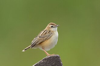 Picture of the day





A fan-tailed warbler (Zitting cisticola) in Bhigwan, Maharashtra, India.
 #ImageOfTheDay
