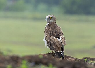 Picture of the day
Circaetus gallicus (Short-toed snake eagle) in Bhigwan, Maharashtra, India
#ImageOfTheDay Picture of the day
Circaetus gallicus (Short-toed snake eagle) in Bhigwan, Maharashtra, India
#ImageOfTheDay