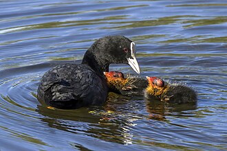 Picture of the day





Eurasian coot (Fulica atra) with chicks, Estanque de San Lázaro, Trujillo, Spain.
 #ImageOfTheDay