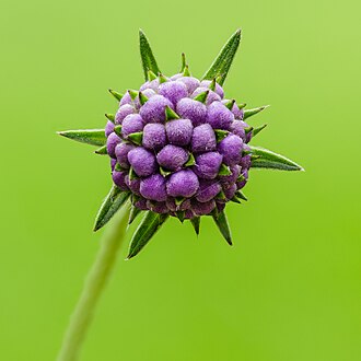 Picture of the day
Flower bud of a Succisa pratensis. Focus stack of 36 photos. The main flower is about 11 mm in diameter.
#ImageOfTheDay Picture of the day
Flower bud of a Succisa pratensis. Focus stack of 36 photos. The main flower is about 11 mm in diameter.
#ImageOfTheDay