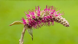 Picture of the day
Inflorescence of a Rostrinucula dependens. This subshrub is native to China and blooms from August to October. Focus stack of 54 photos.
#ImageOfTheDay Picture of the day
Inflorescence of a Rostrinucula dependens. This subshrub is native to China and blooms from August to October. Focus stack of 54 photos.
#ImageOfTheDay