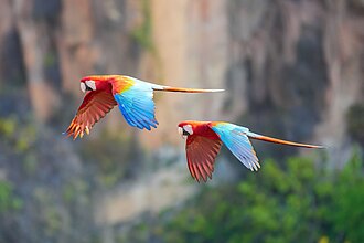 Picture of the day
Red-and-green macaw (Ara chloropterus) couple in flight in Mato Grosso, Brazil
#ImageOfTheDay Picture of the day
Red-and-green macaw (Ara chloropterus) couple in flight in Mato Grosso, Brazil
#ImageOfTheDay