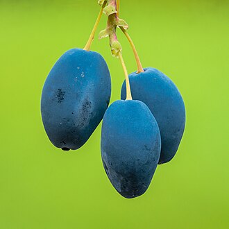 Picture of the day





Berries from a Mahonia aquifolium shrub. Focus stack of 19 photos.
 #ImageOfTheDay