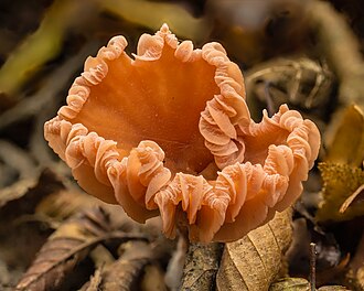 Picture of the day
Cap with curled gills of a Laccaria laccata (deceiver, lackluster laccaria) Focus stack of 13 photos.
#ImageOfTheDay Picture of the day
Cap with curled gills of a Laccaria laccata (deceiver, lackluster laccaria) Focus stack of 13 photos.
#ImageOfTheDay
